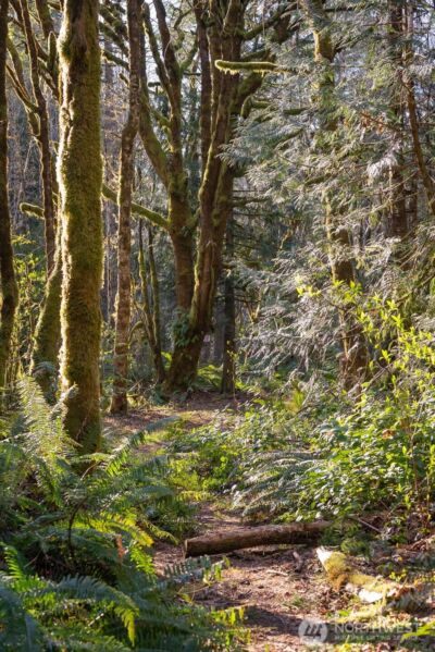 0 SE Totten Shores Drive , Shelton, WA 98584 - Photo 12