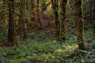 0 SE Totten Shores Drive , Shelton, WA 98584 - Photo 13