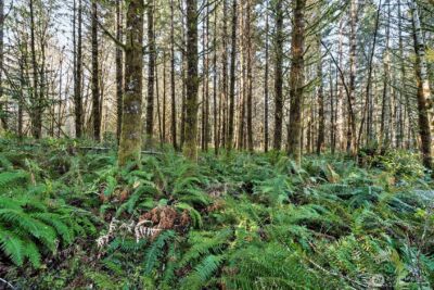 0 SE Totten Shores Drive , Shelton, WA 98584 - Photo 14