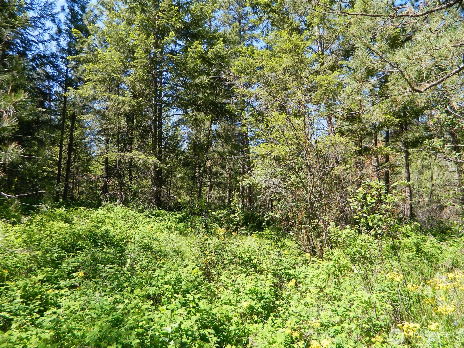 111 TBD Murphy Ranch Road , Tonasket, WA 98855