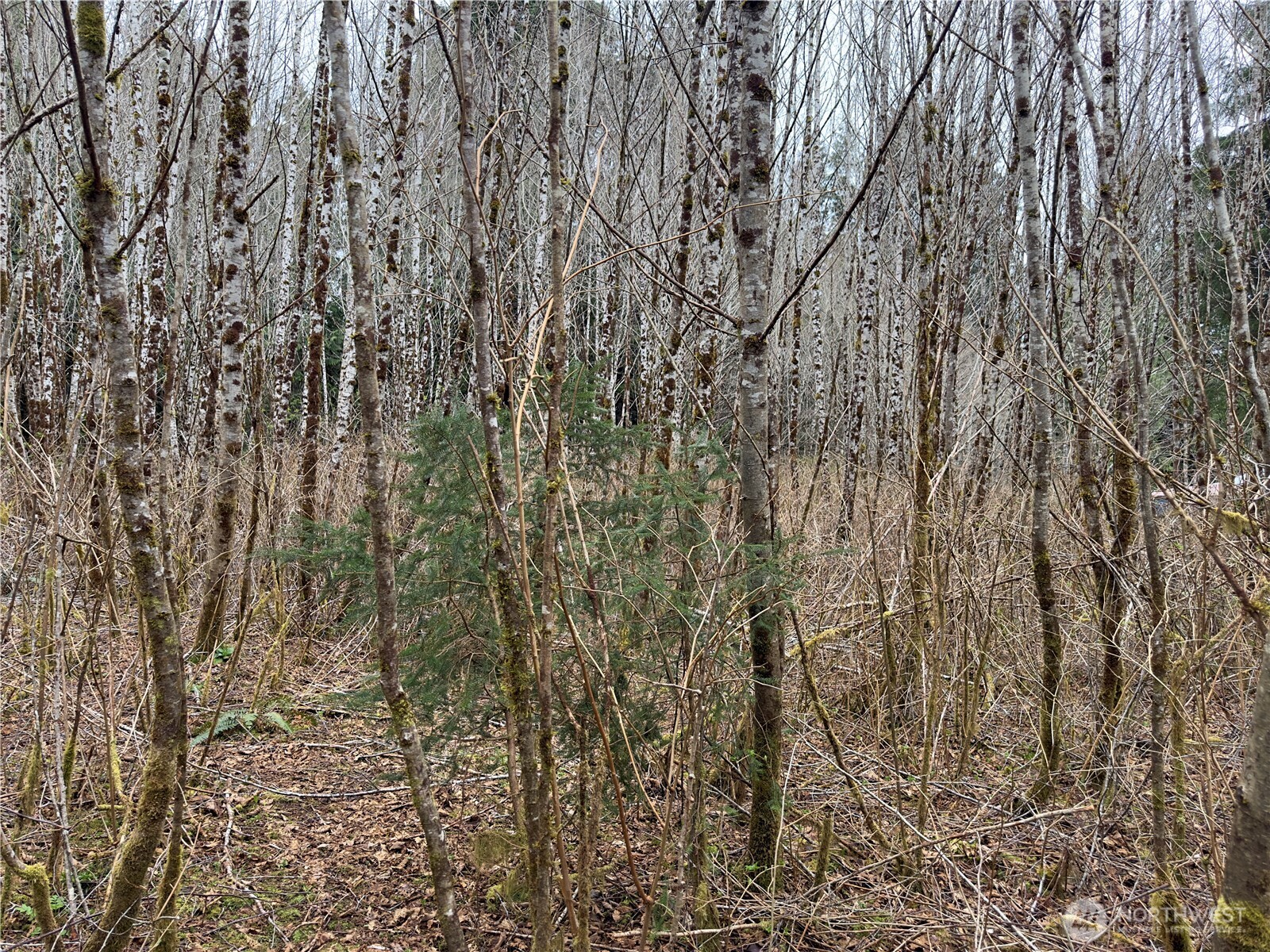 31 Ocean Beach Road , Pacific Beach, WA 98571