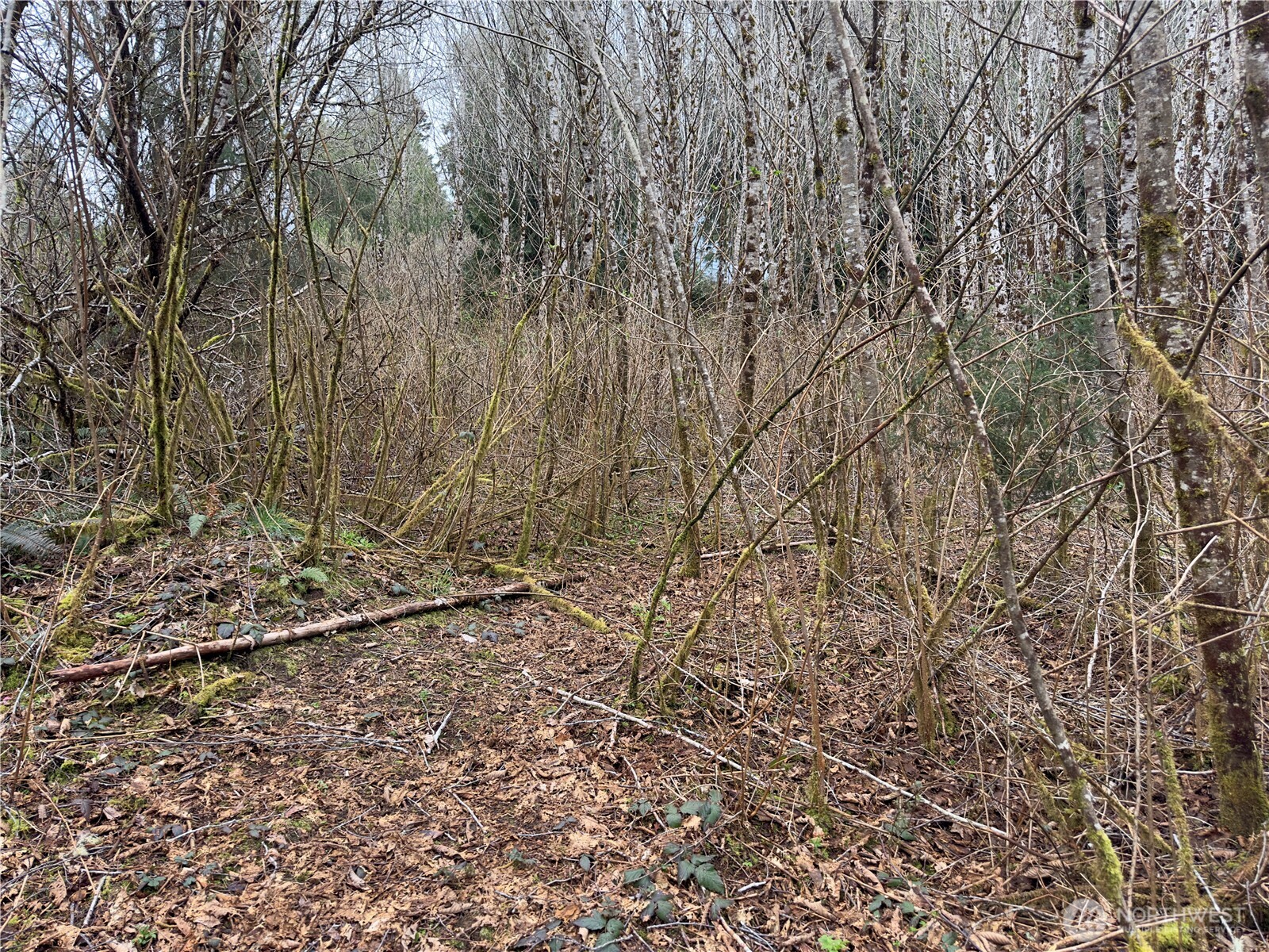 31 Ocean Beach Road , Pacific Beach, WA 98571