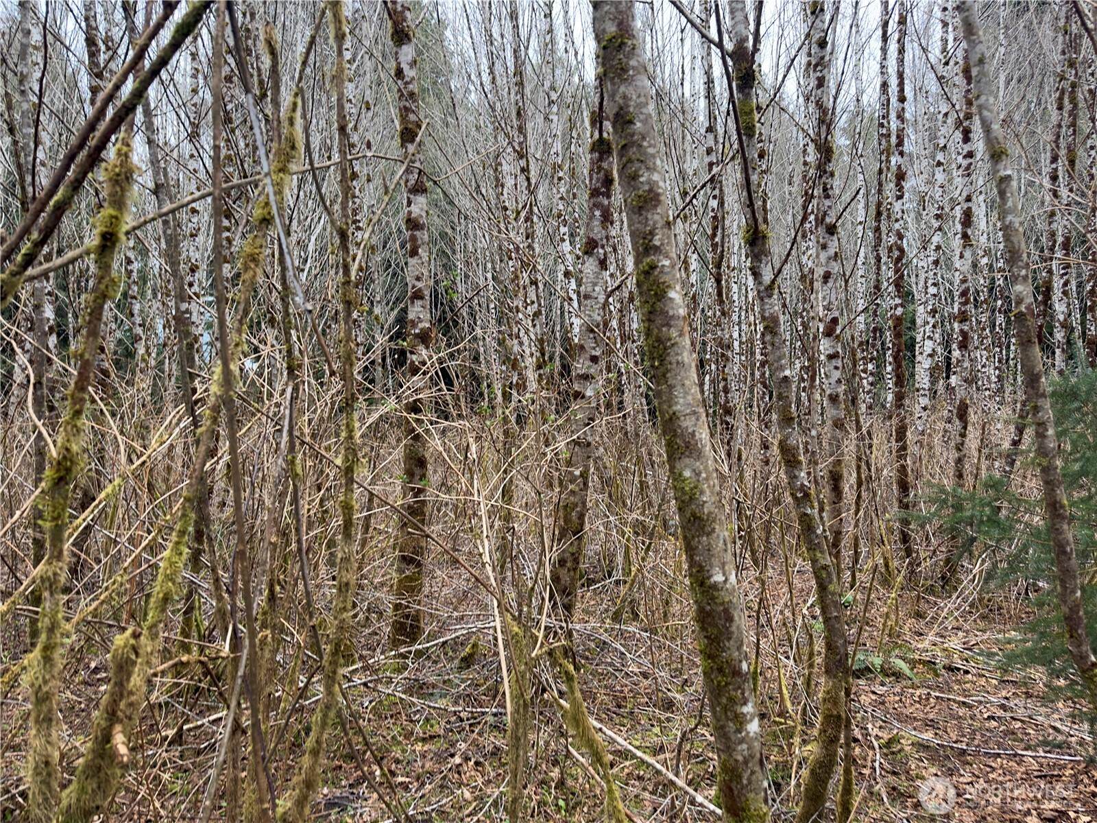 31 Ocean Beach Road , Pacific Beach, WA 98571