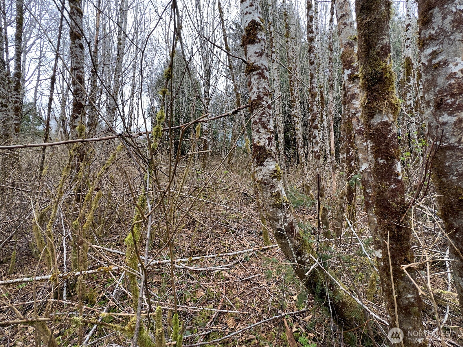 31 Ocean Beach Road , Pacific Beach, WA 98571