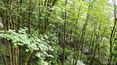 116 xx 198th ave se , Issaquah, WA 98027 - Photo 4