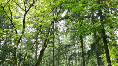 116 xx 198th ave se , Issaquah, WA 98027 - Photo 5