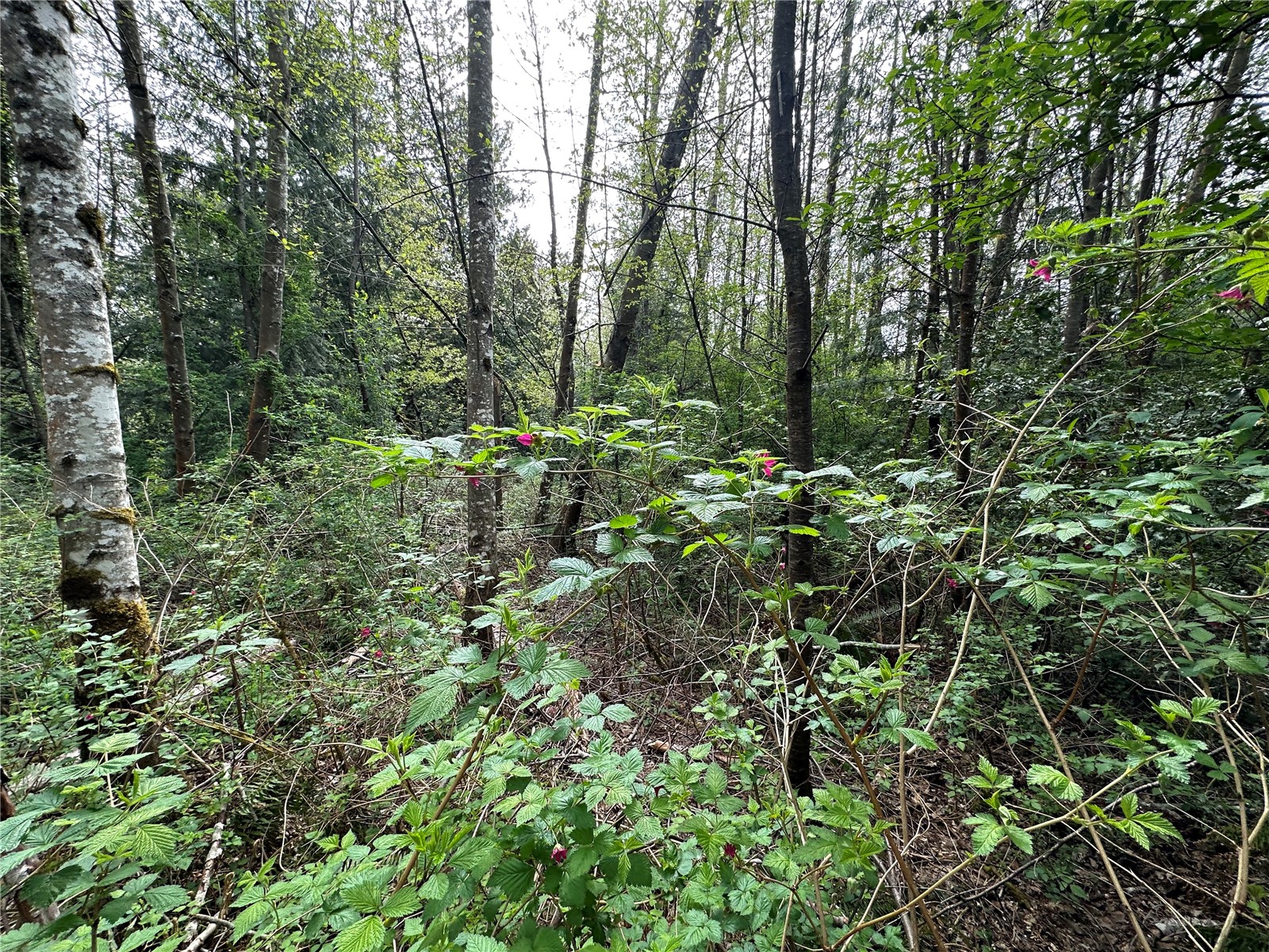 0 NW Anderson Hill Road , Silverdale, WA 98383