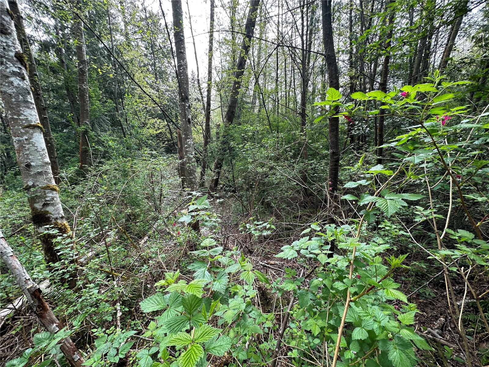 0 NW Anderson Hill Road , Silverdale, WA 98383