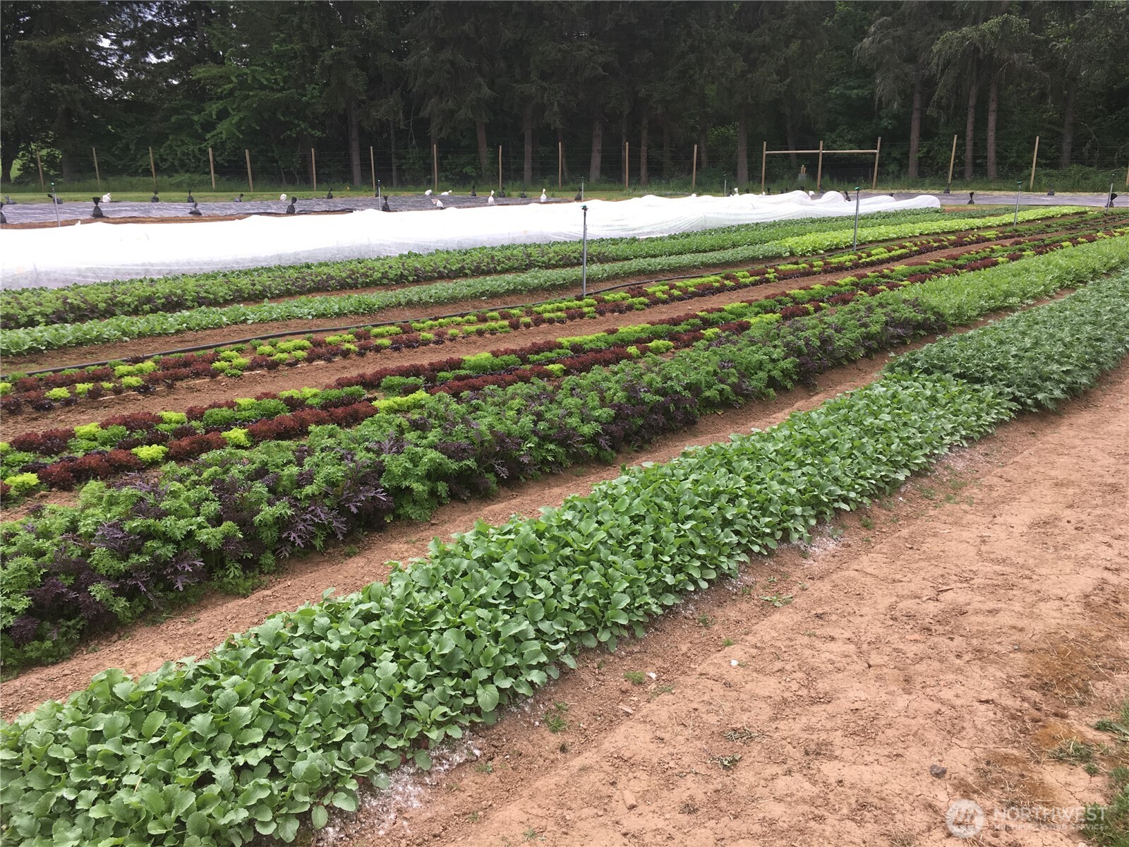 217 Bay Road , Winlock, WA 98596