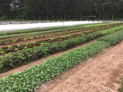 217 Bay Road , Winlock, WA 98596 - Photo 34