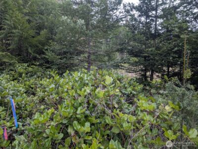 0 Critter Country Trail , Sequim, WA 98382 - Photo 11
