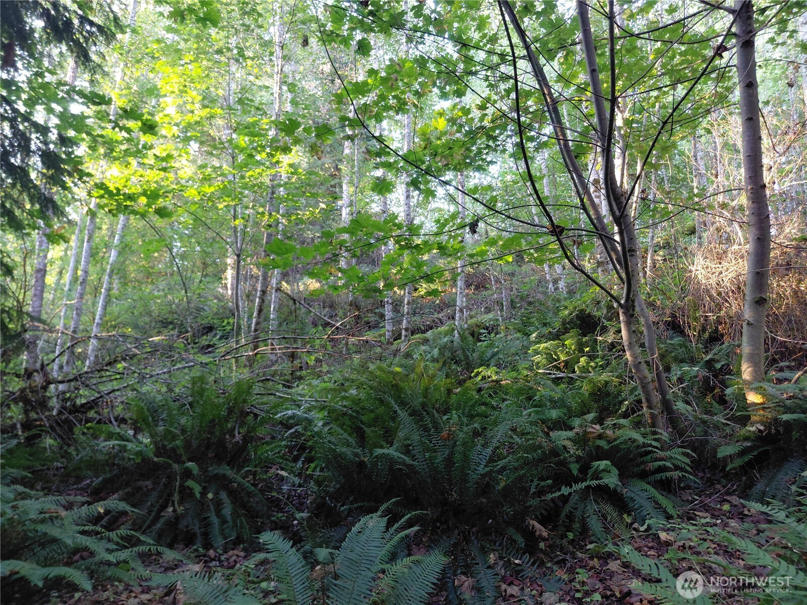 0 Lot 7 Buck Drive , Randle, WA 98377