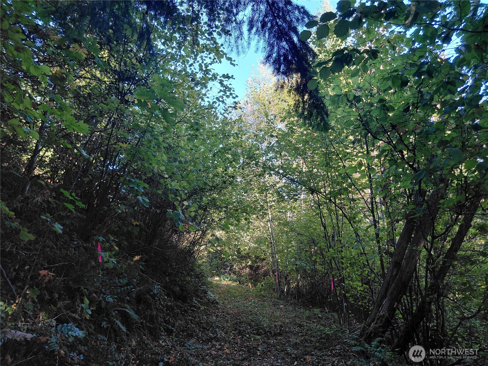 0 Lot 7 Buck Drive , Randle, WA 98377