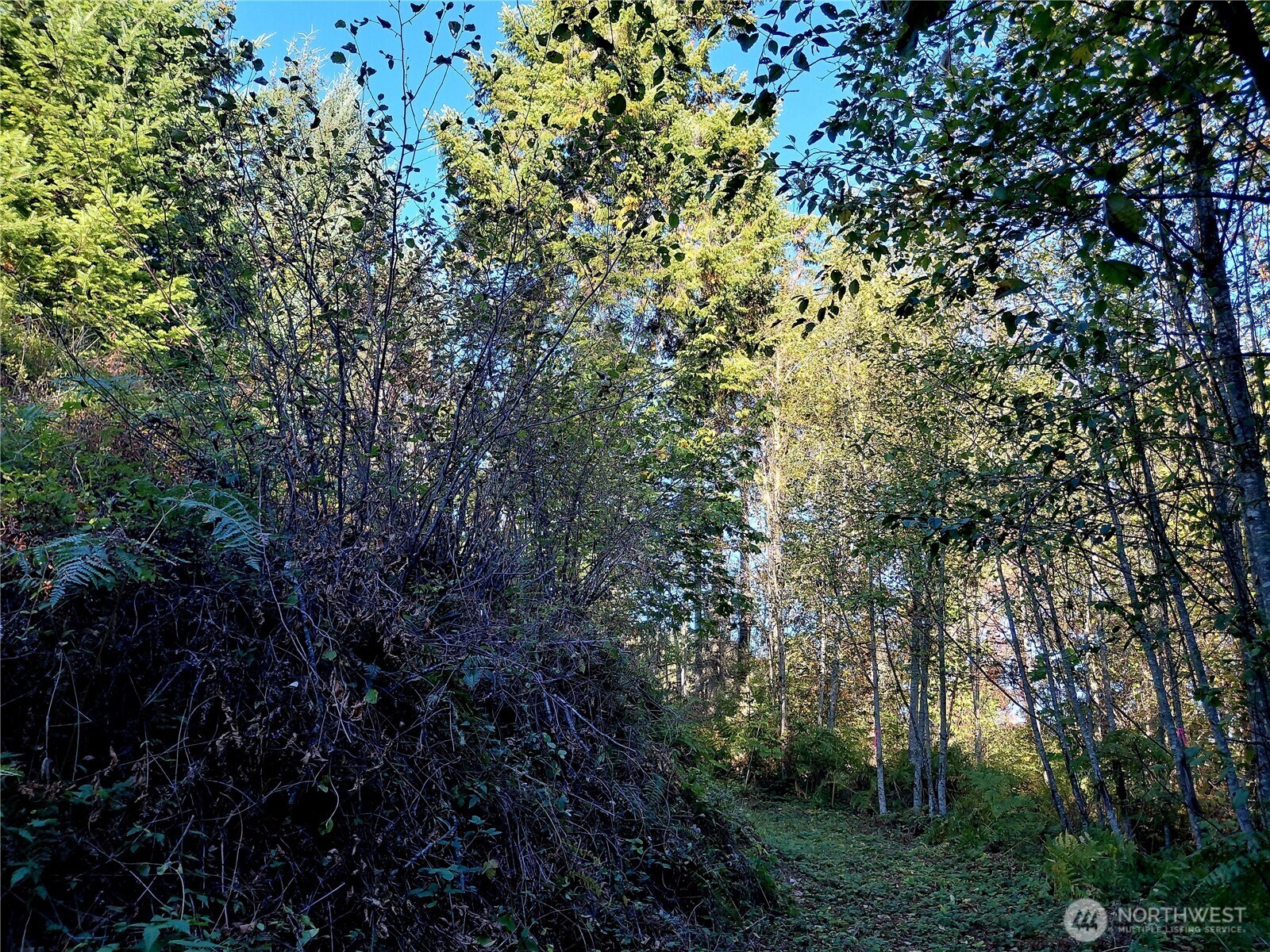 0 Lot 7 Buck Drive , Randle, WA 98377