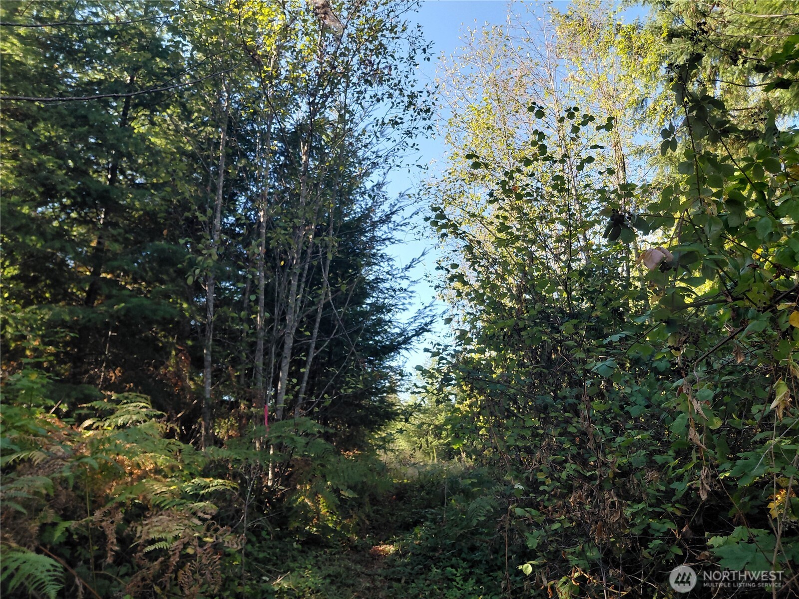 0 Lot 7 Buck Drive , Randle, WA 98377
