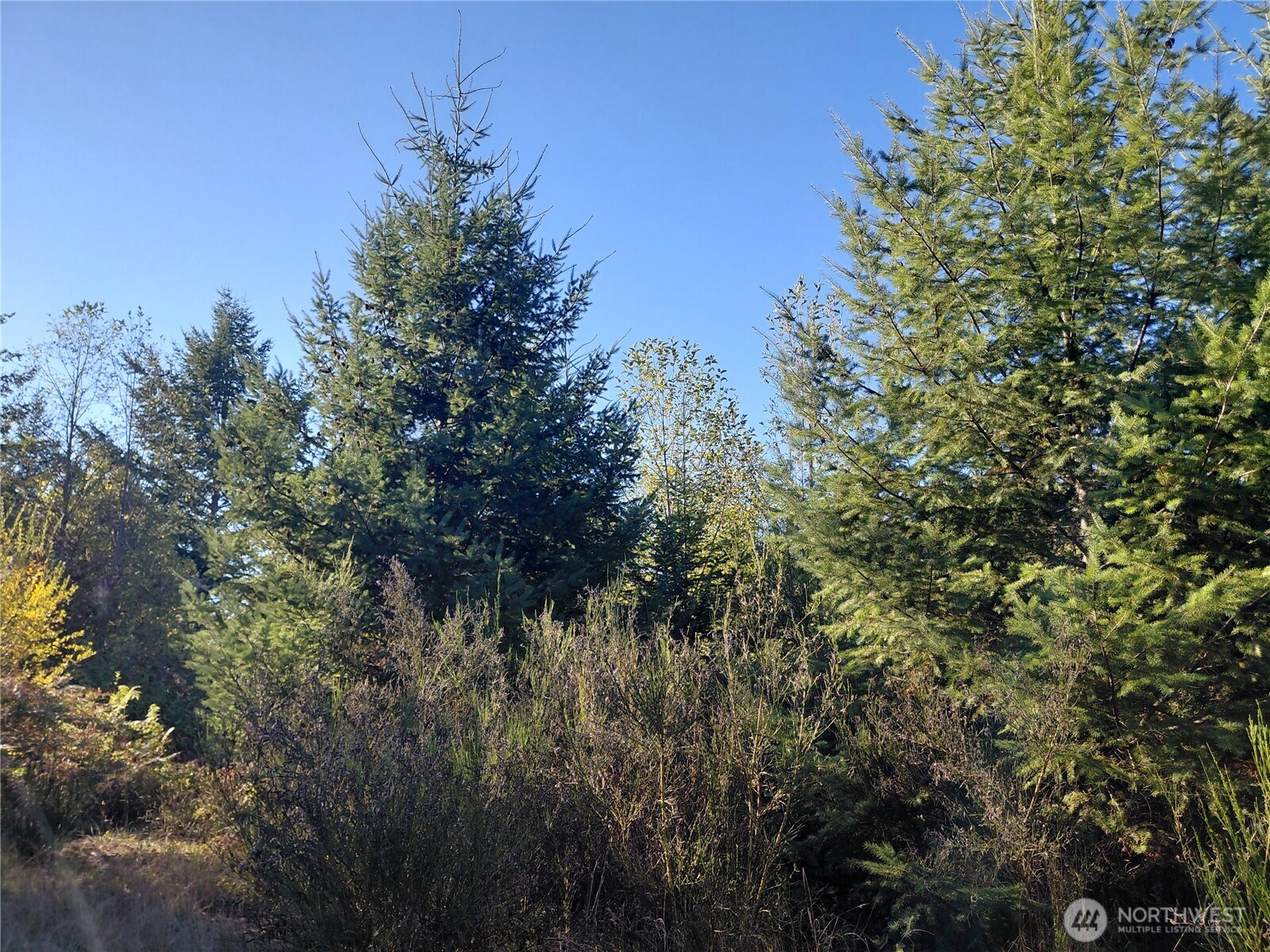 0 Lot 7 Buck Drive , Randle, WA 98377
