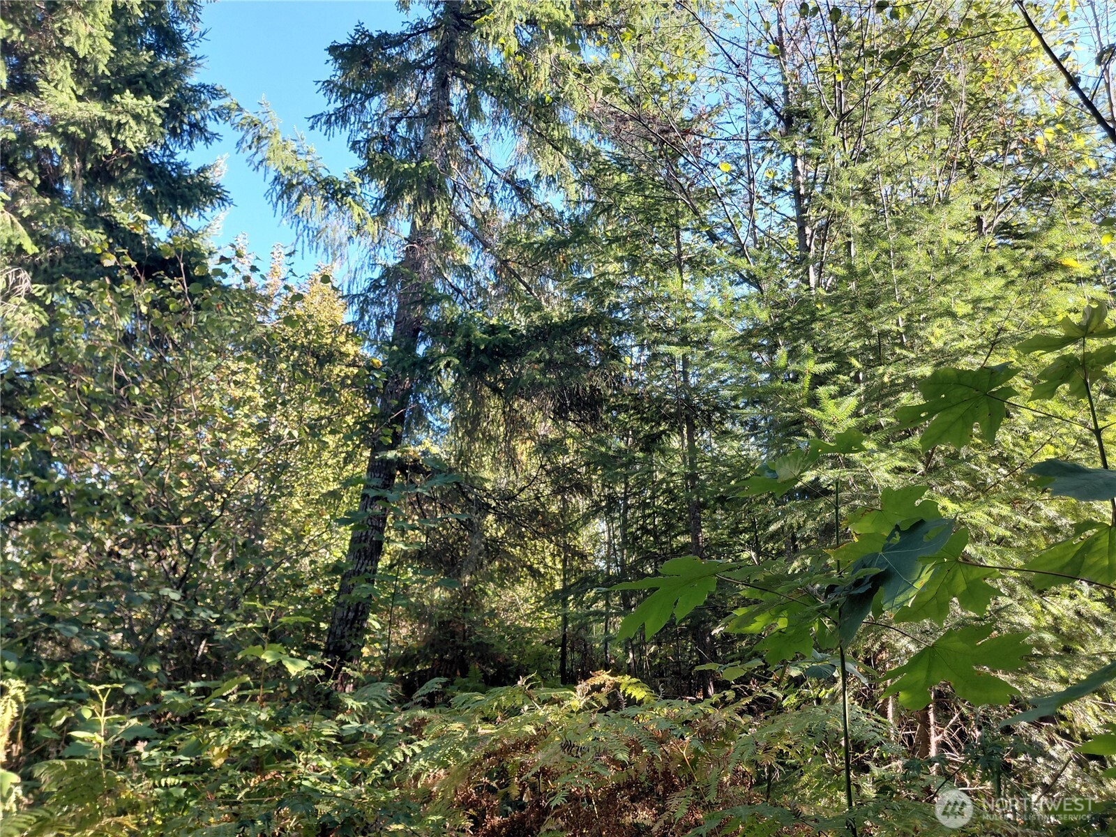 0 Lot 7 Buck Drive , Randle, WA 98377