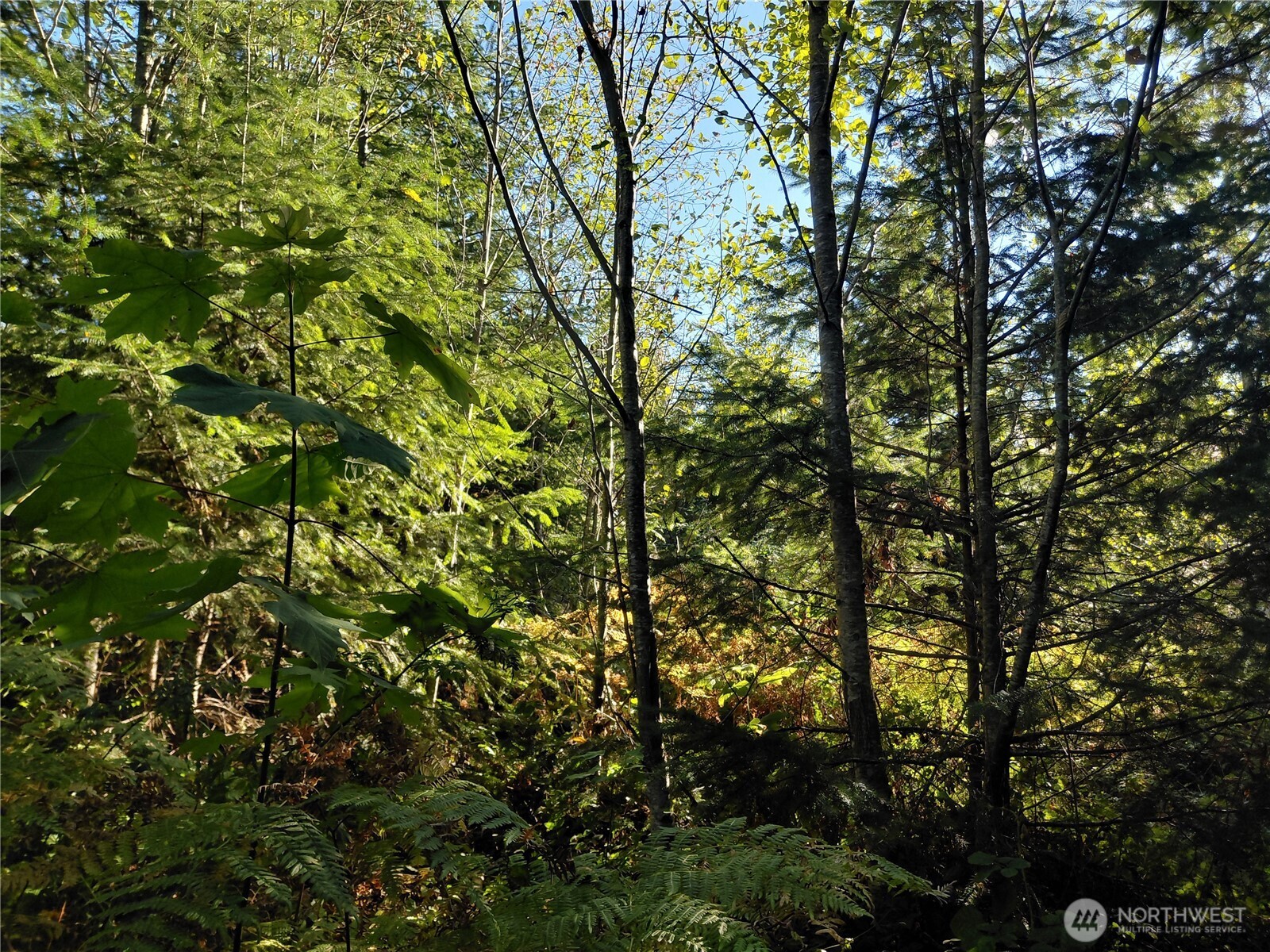 0 Lot 7 Buck Drive , Randle, WA 98377