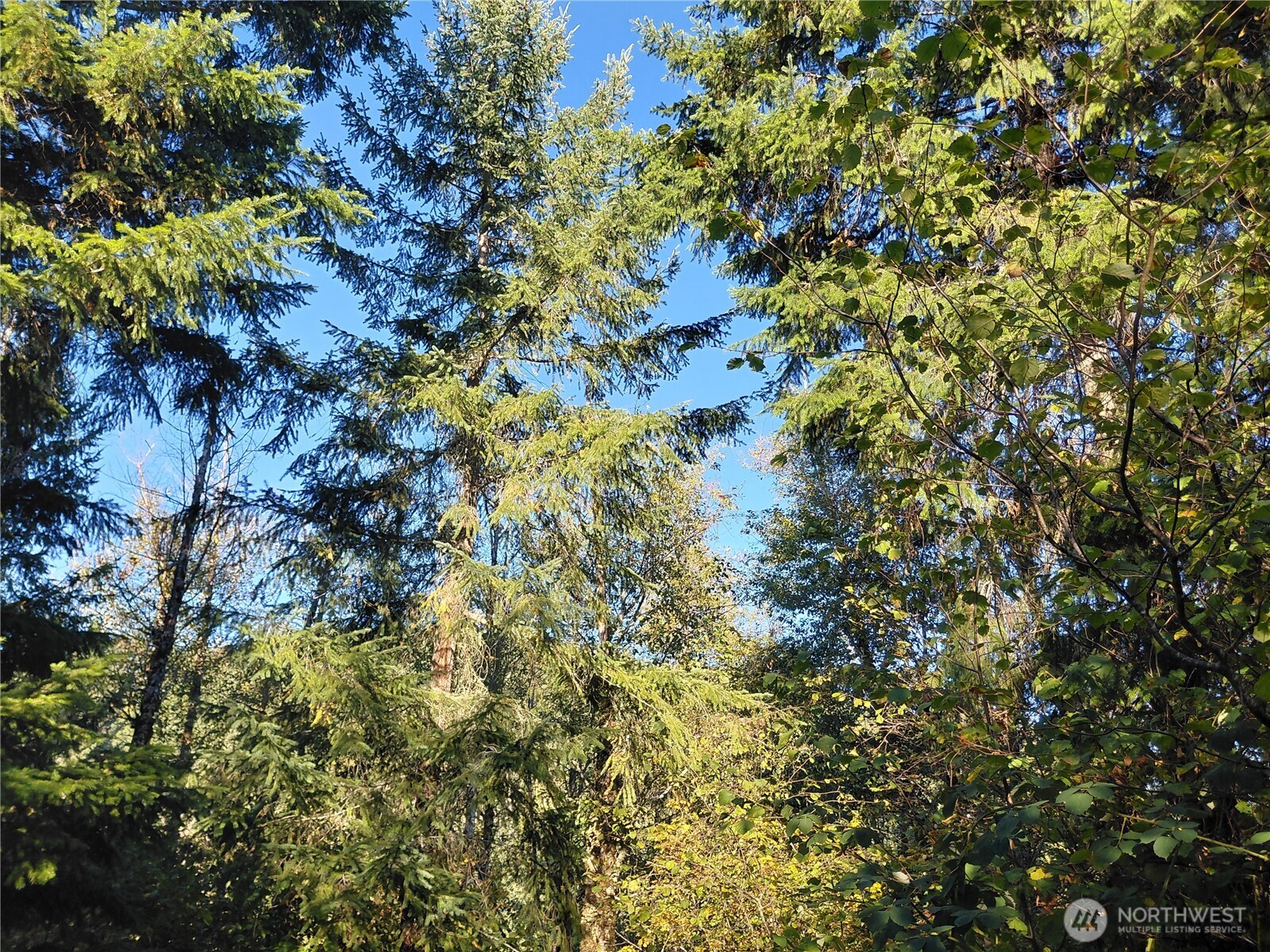 0 Lot 7 Buck Drive , Randle, WA 98377