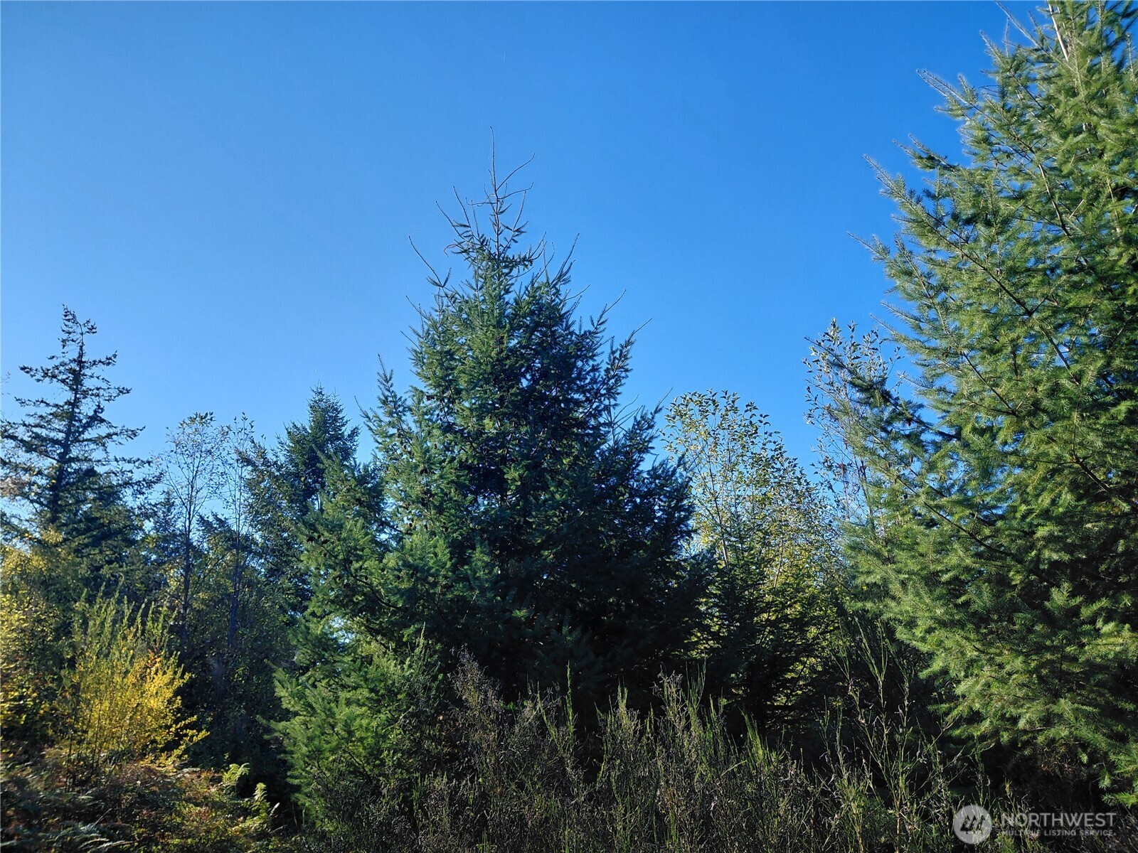 0 Lot 7 Buck Drive , Randle, WA 98377