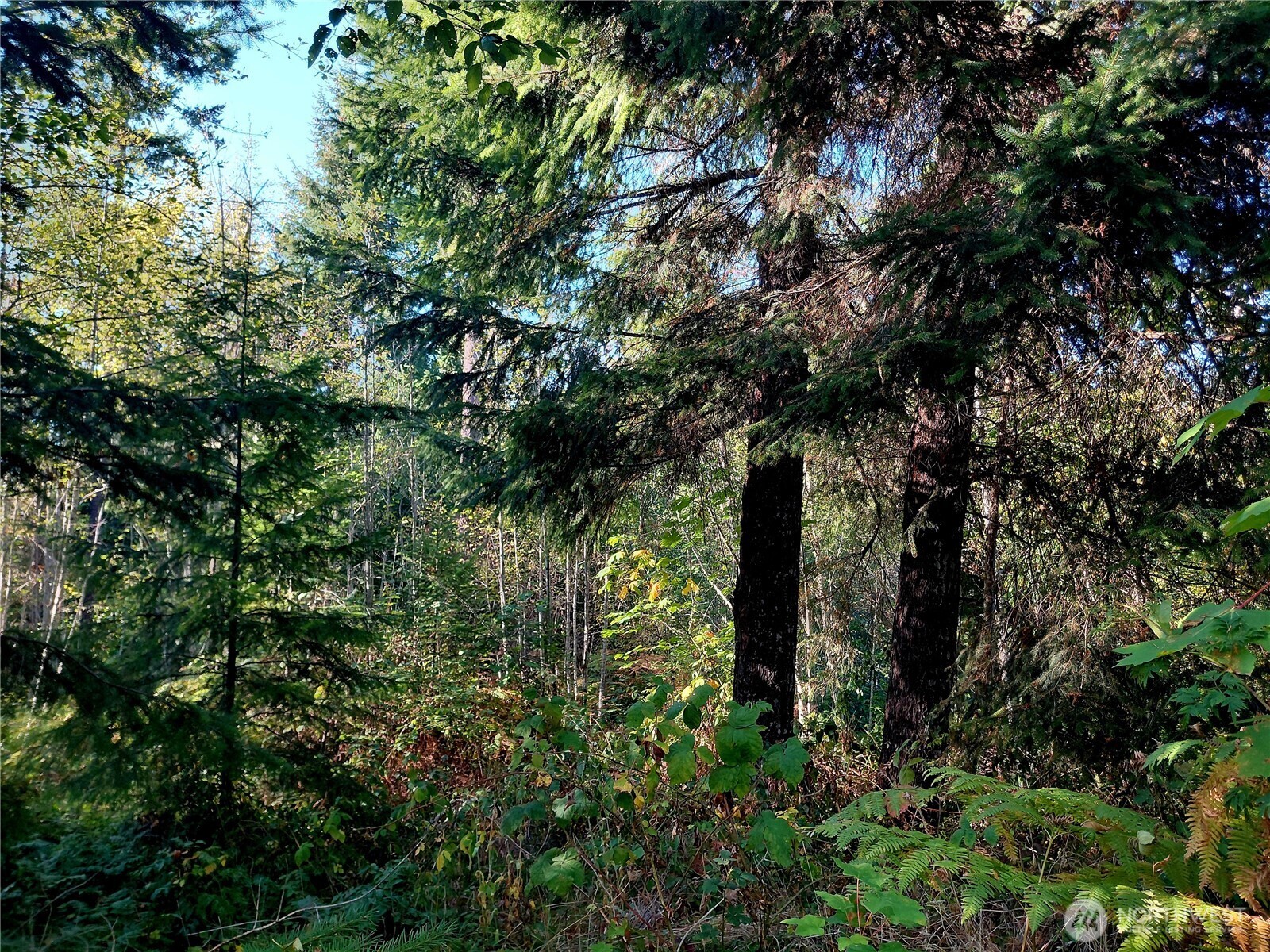 0 Lot 7 Buck Drive , Randle, WA 98377