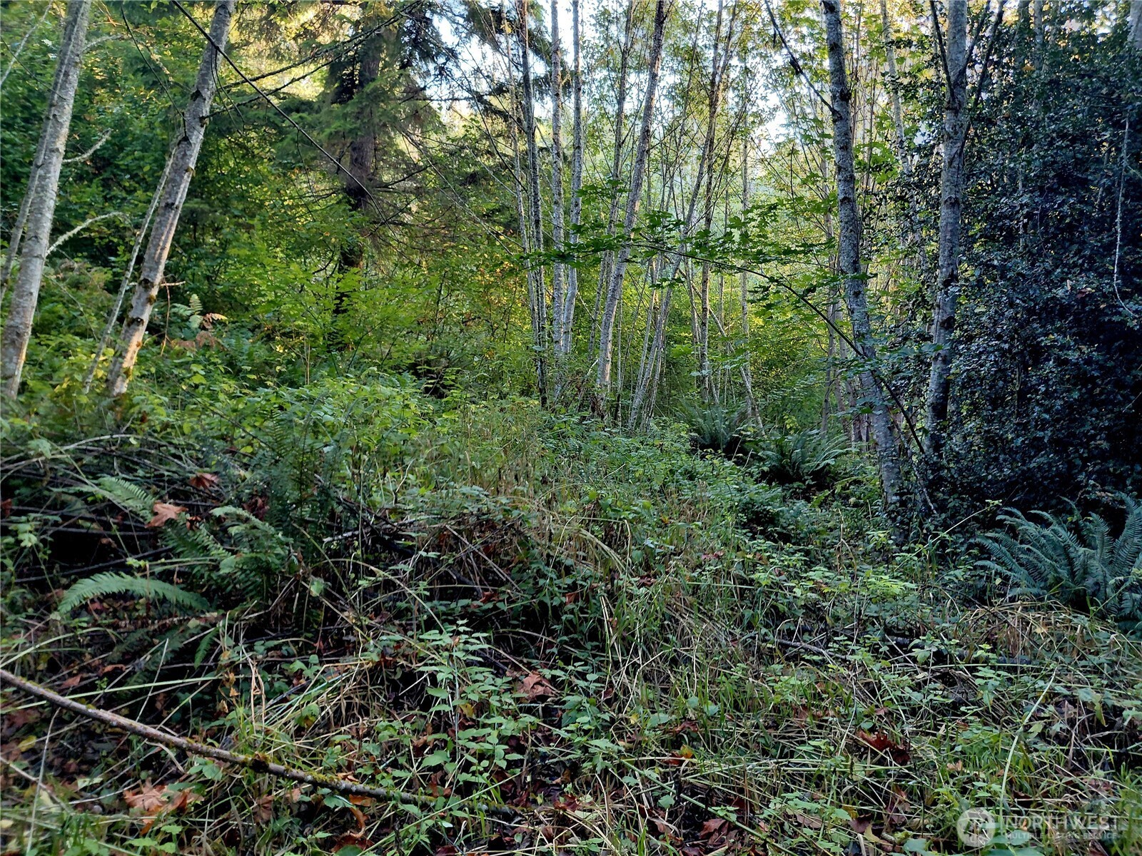 0 Lot 7 Buck Drive , Randle, WA 98377