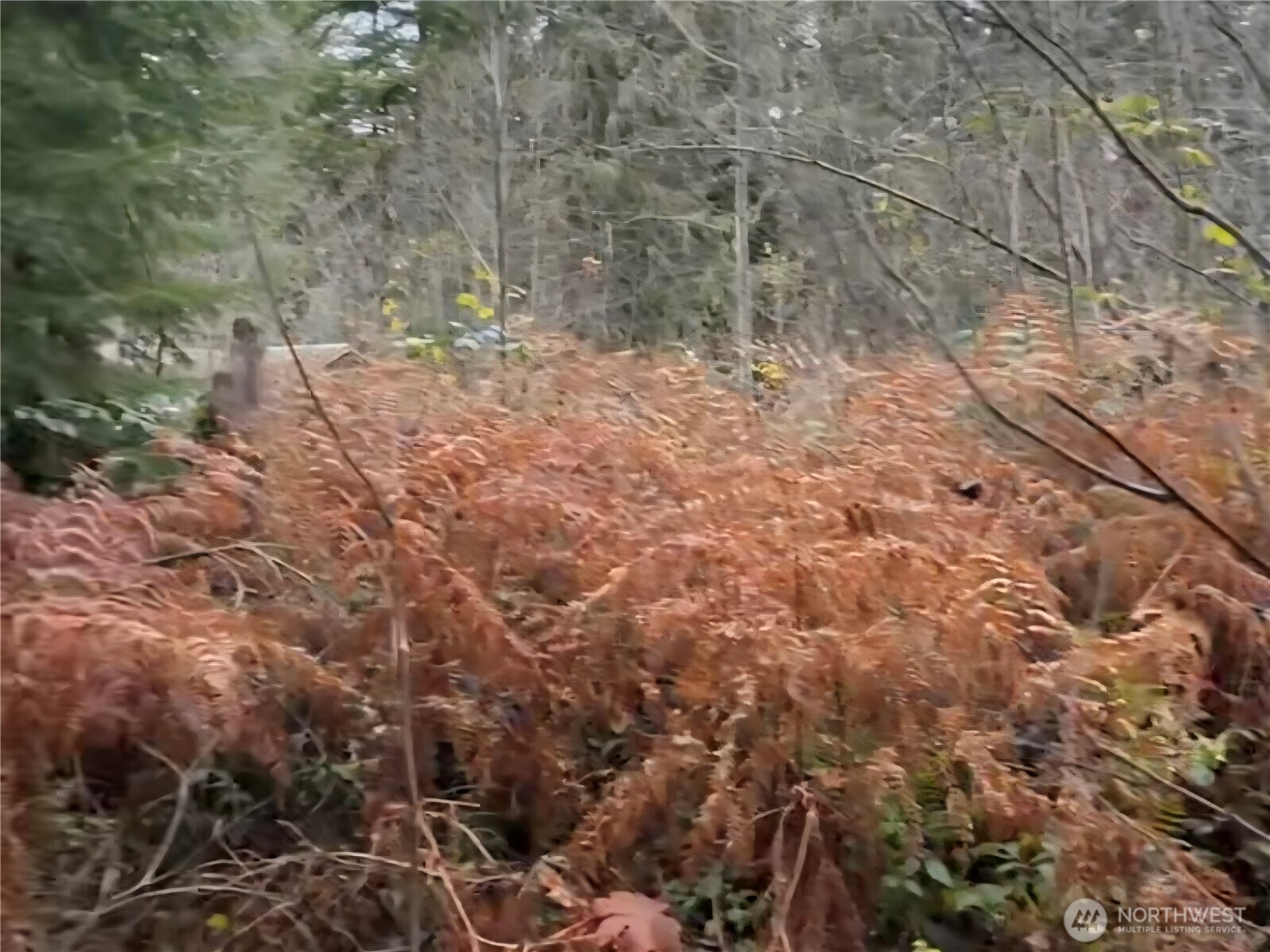 31518 557th Street Ct , Ashford, WA 98304