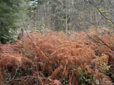 31518 557th Street Ct , Ashford, WA 98304 - Photo 2