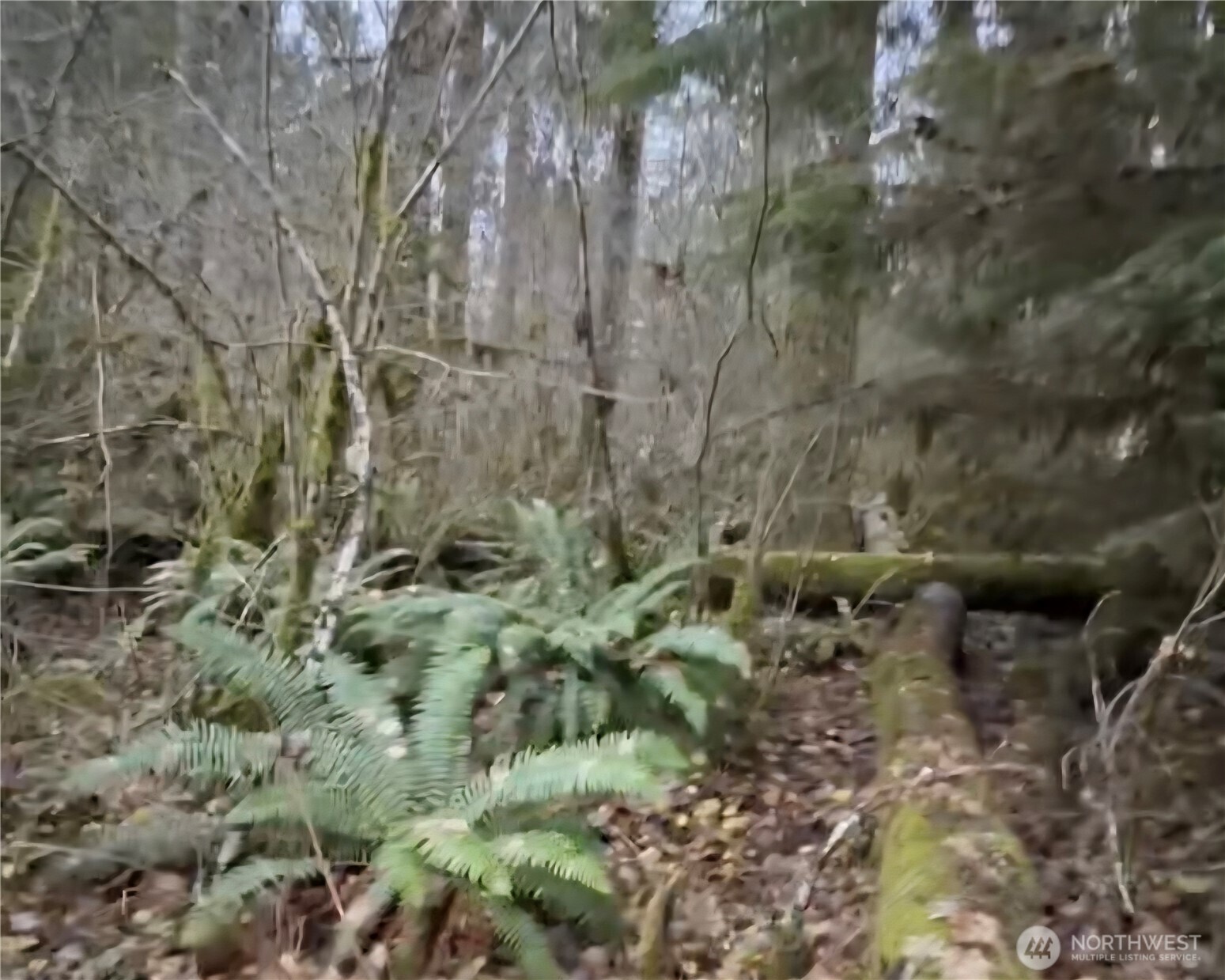 31518 557th Street Ct , Ashford, WA 98304