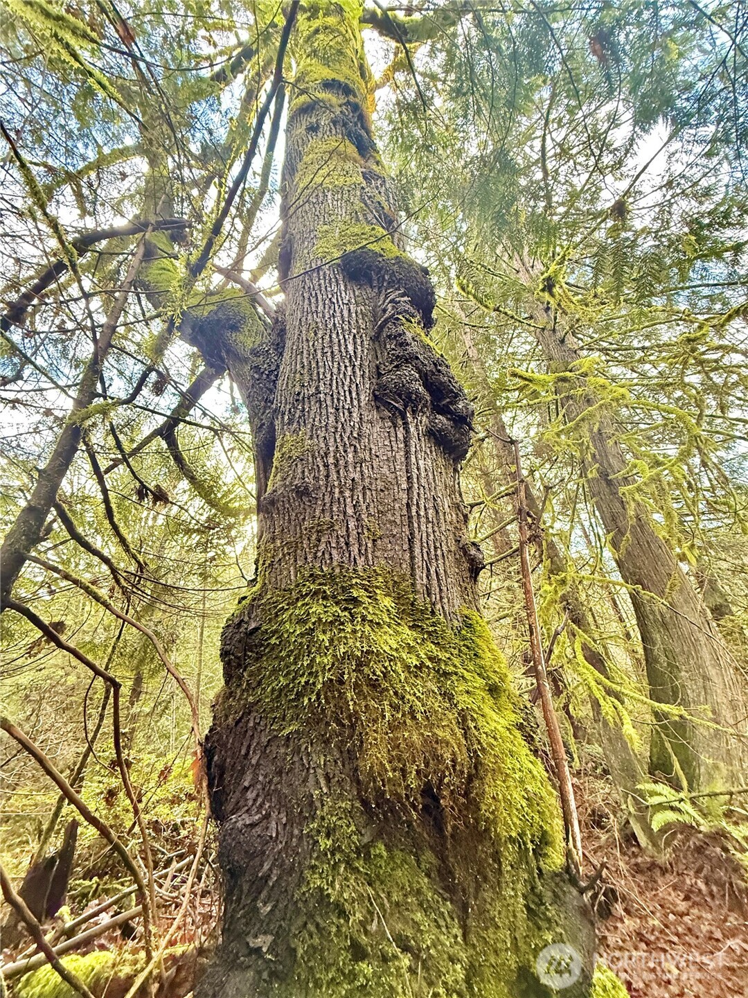 705 E Colonel Wright Road , Shelton, WA 98584