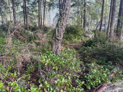 40 E Paint Brush Lane , Union, WA 98592 - Photo 5