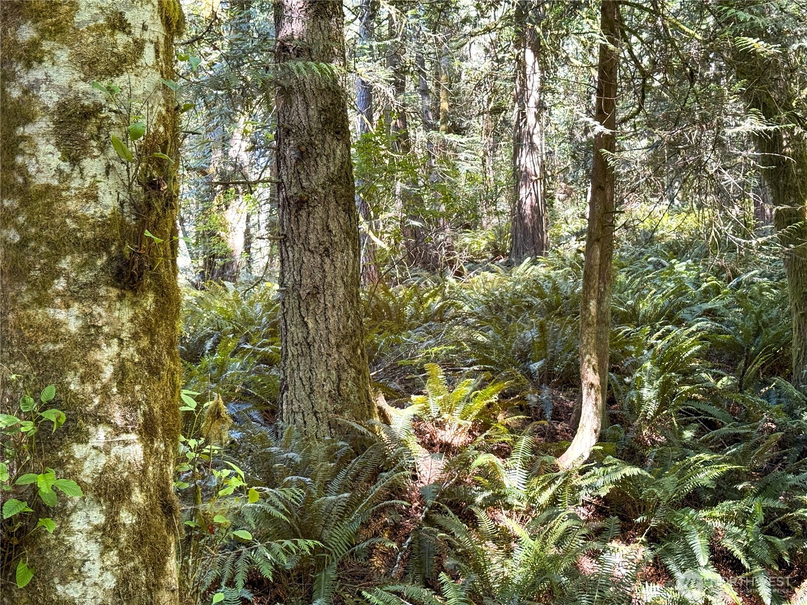 10 th Ave to Forest Rock Lane NE, Poulsbo, WA 98370