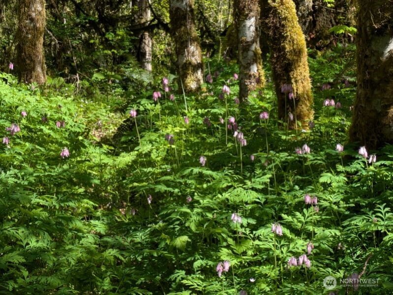 1319 Winlock Vader Road #19, Winlock, WA 98596