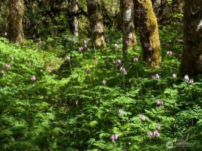 1319 Winlock Vader Road #19, Winlock, WA 98596 - Photo 13