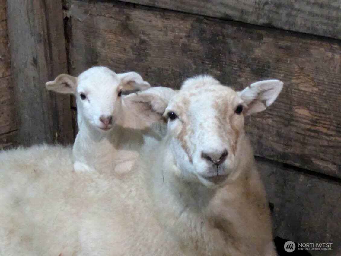 1319 Winlock Vader Road #19, Winlock, WA 98596