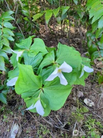 1319 Winlock Vader Road #19, Winlock, WA 98596 - Photo 20