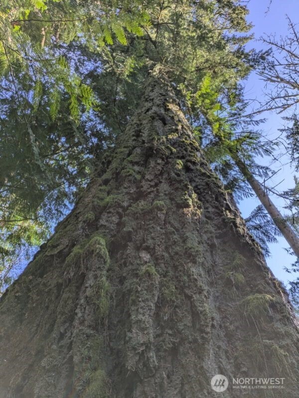 1319 Winlock Vader Road #19, Winlock, WA 98596