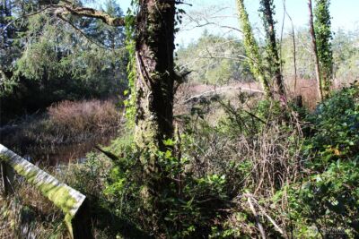 39 Dolphin Ln. , Copalis Beach, WA 98535 - Photo 20