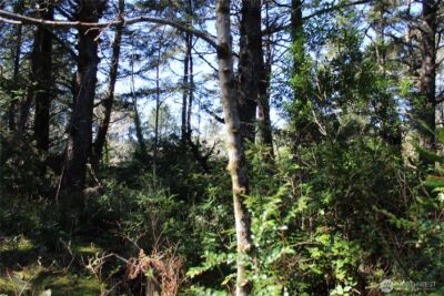 39 Dolphin Ln. , Copalis Beach, WA 98535 - Photo 9