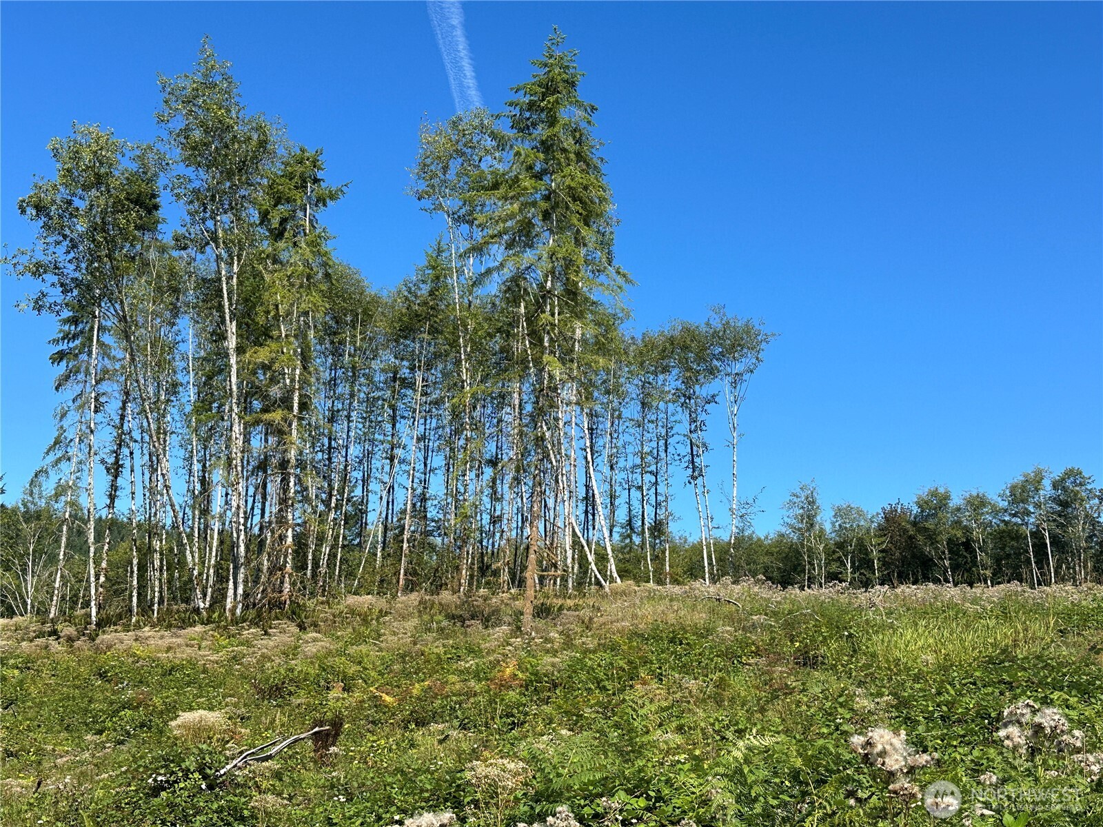 0 Cedar Creek Road , Oakville, WA 98568