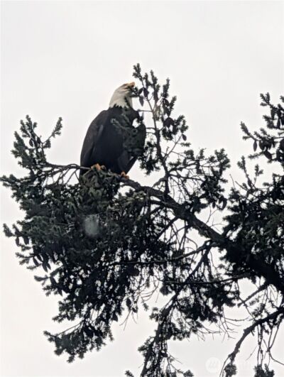 2142 Island Drive NW, Olympia, WA 98502-9711 - Photo 35