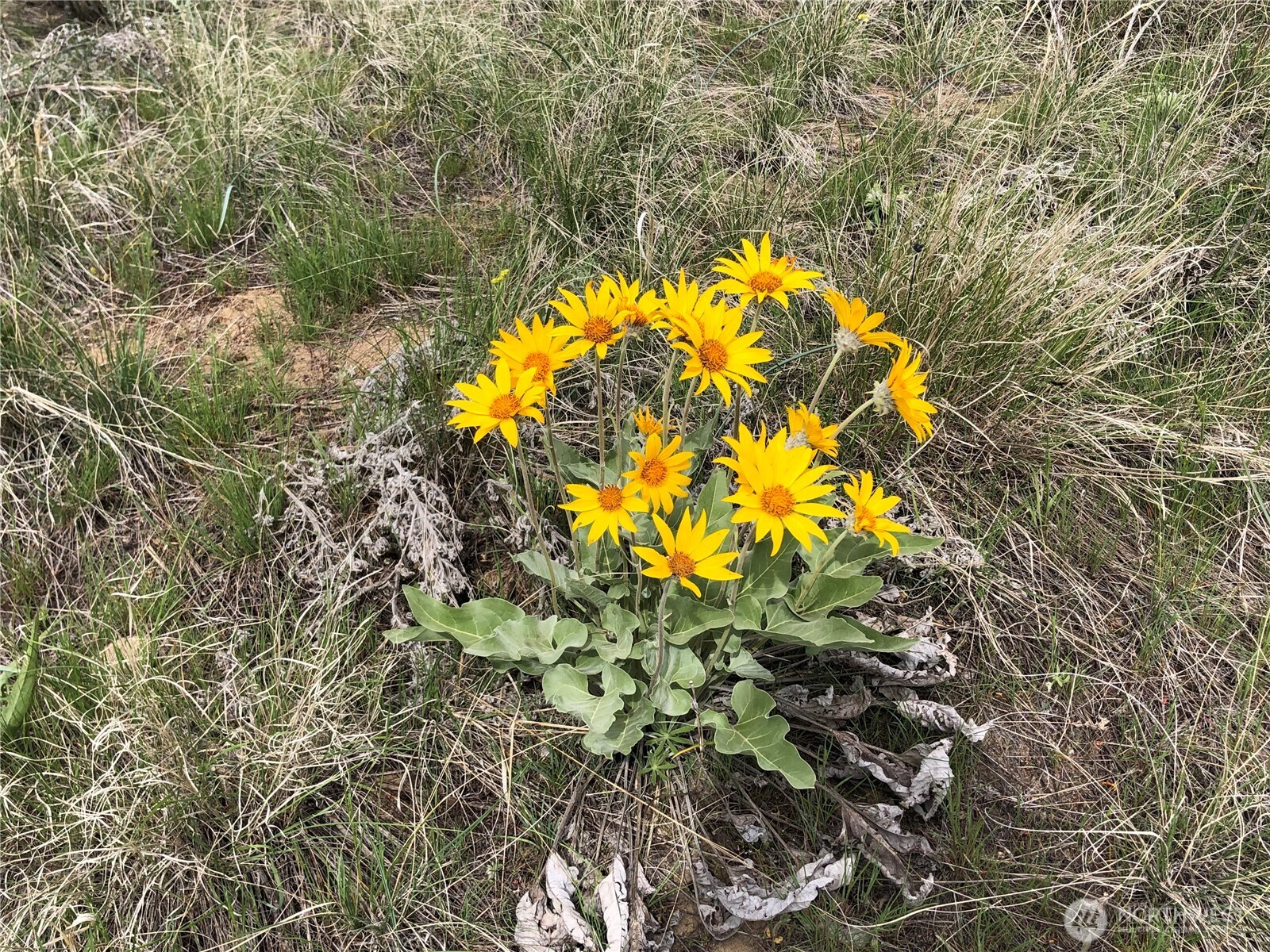 2 Riverbend Overlook , Methow, WA 98834