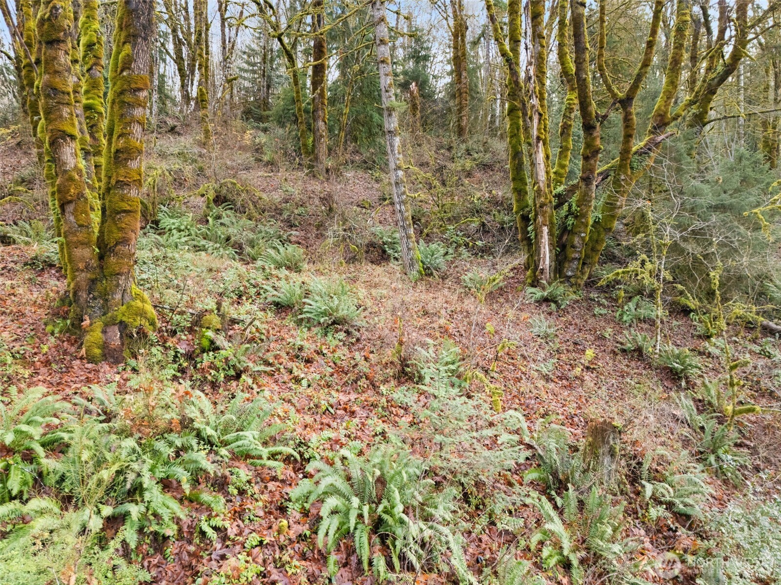 0 TR 2&3 E Agate Road , Shelton, WA 98584