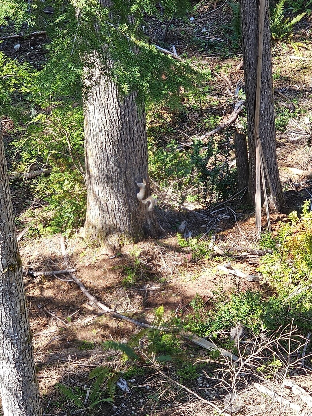 821 E Olde Lyme Road , Shelton, WA 98584