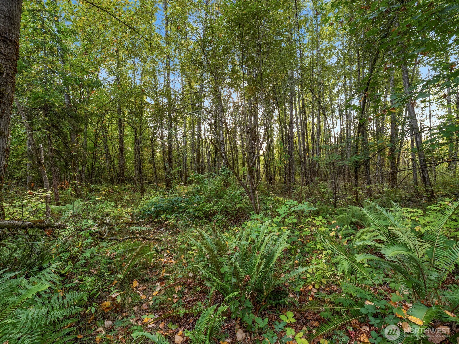 26202 110th Avenue E, Graham, WA 98338