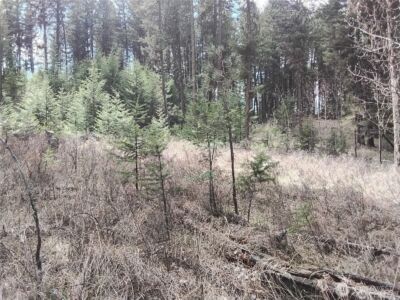44 Trapline Loop Road , Oroville, WA 98844 - Photo 4
