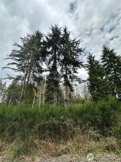 9945 Thomas Street , Forks, WA 98331 - Photo 3