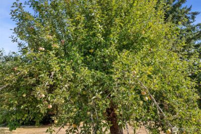 379 Twin Oaks Road , Chehalis, WA 98532 - Photo 27