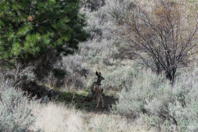 0 xxx Emily Road , Oroville, WA 98844 - Photo 15