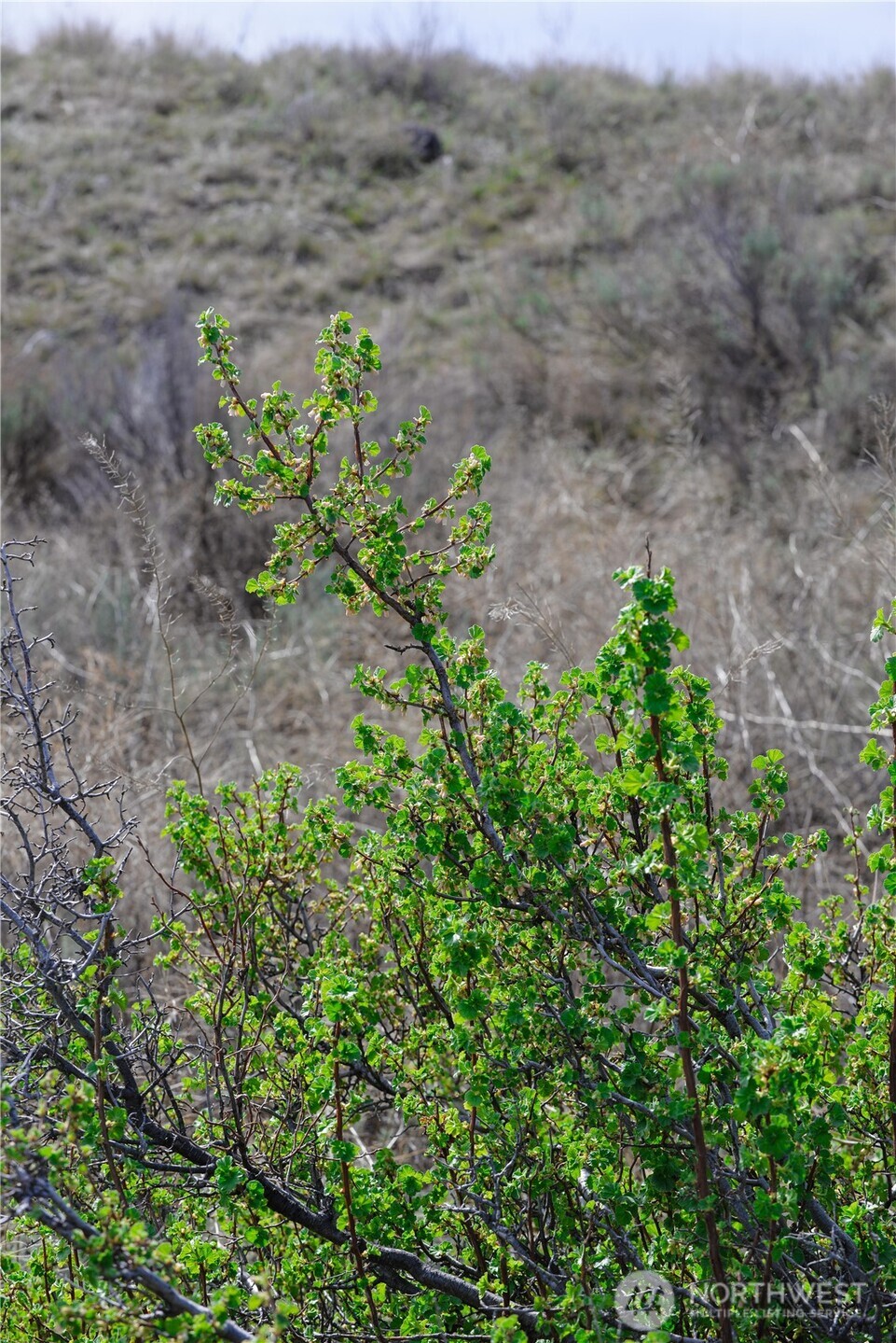 0 xxx Emily Road , Oroville, WA 98844